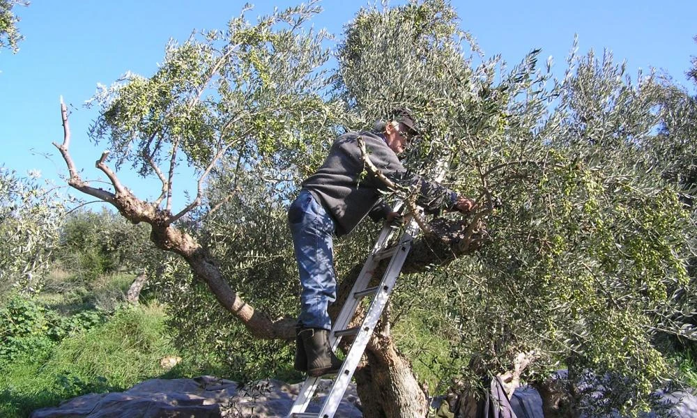 Αιτωλοακαρνανία: Aγρότης βρήκε άγνωστους να μαζεύουν τις ελιές του